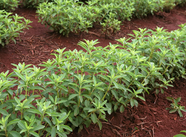 Rostlina stévie je keř, který dorůstá výšky až 1 metru. Není náročná na pěstování. 