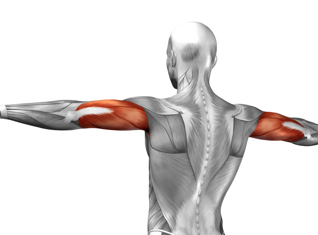 Triceps se skládá hned ze tří částí, na které je potřeba se při tréninku dostatečně zaměřit. 
