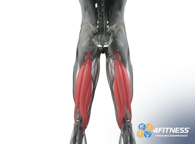 Hamstringy neboli zadní stehna se skládají ze tří různých svalů. Mají výrazný vliv na naši mobilitu a stabilitu.    